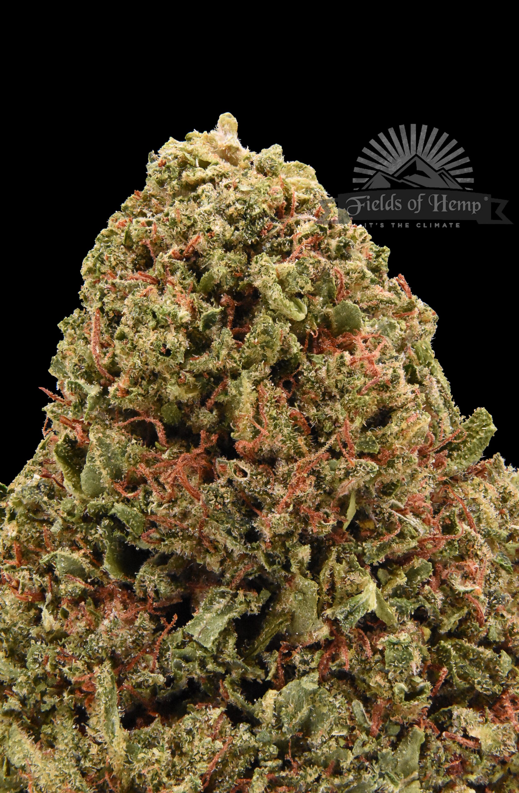Pineapple Kush NEW 2025 - Image 2